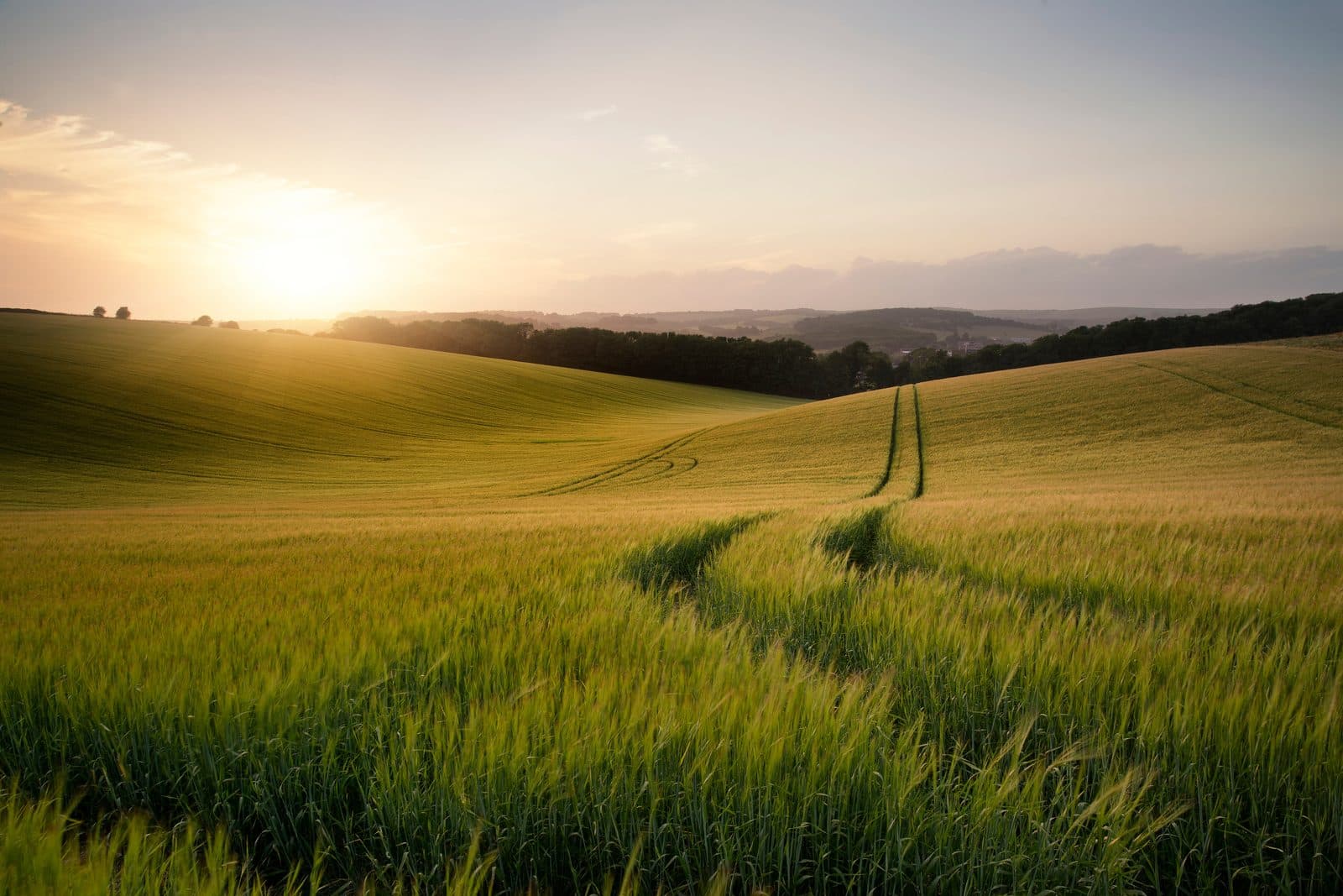 Campo agrícola al atardecer