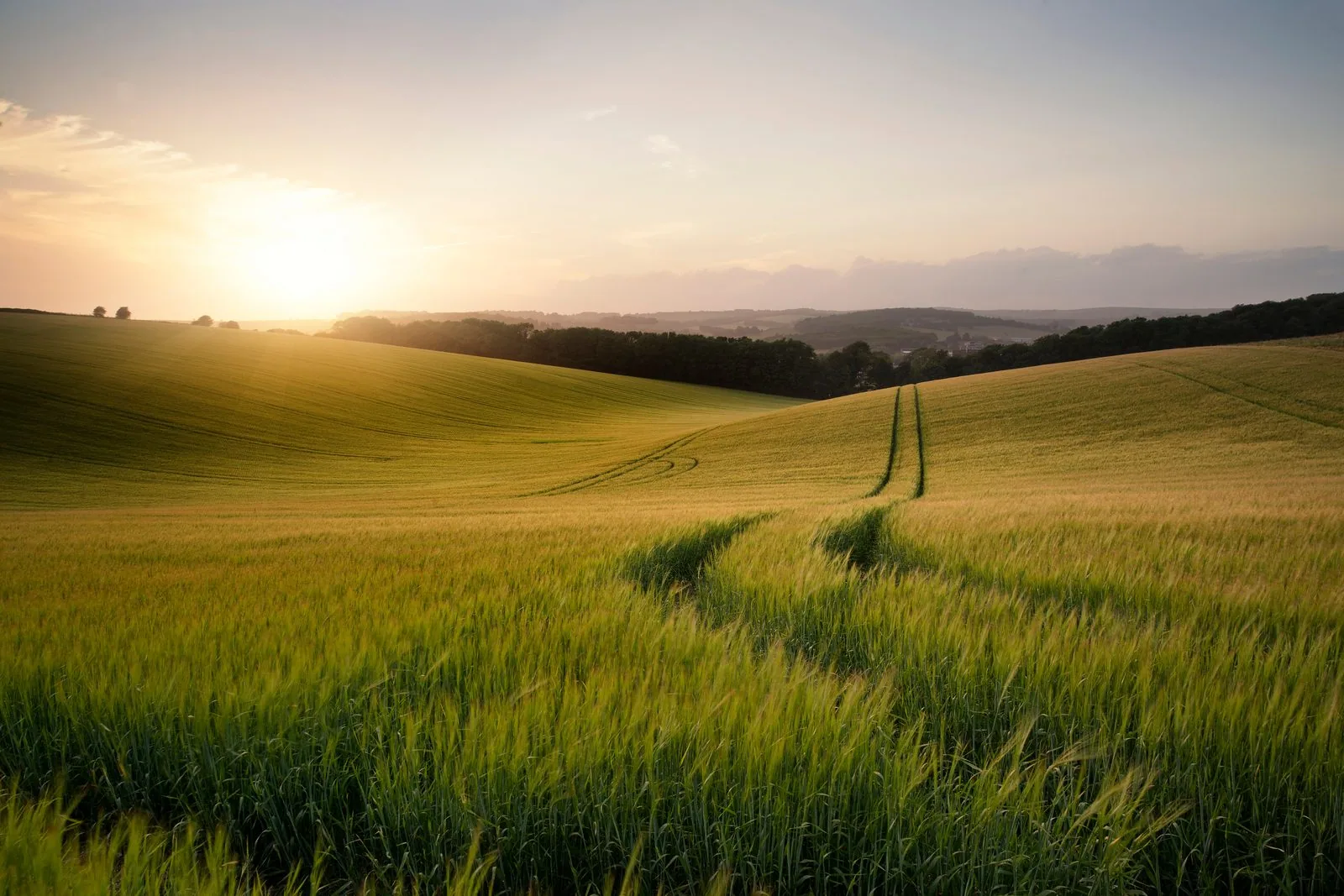 Campo agrícola al atardecer